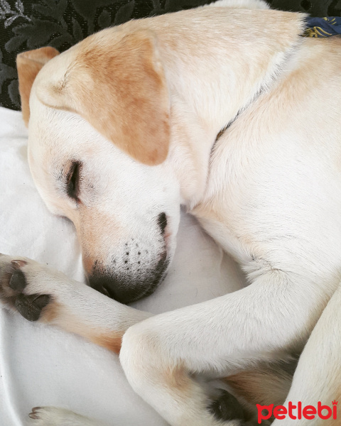 Labrador Retriever, Köpek  Misha fotoğrafı