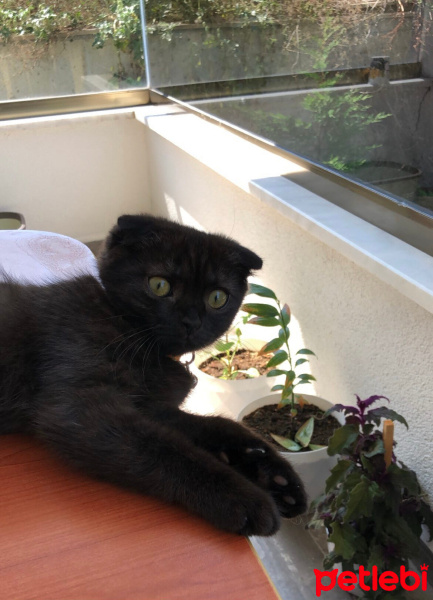 Scottish Fold, Kedi  Şüşü fotoğrafı
