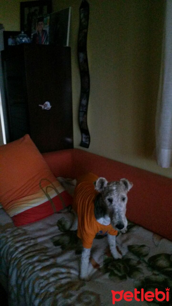 Fox Terrier (Wire), Köpek  fox fotoğrafı