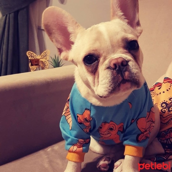 Fransız Bulldog, Köpek  Taşo fotoğrafı