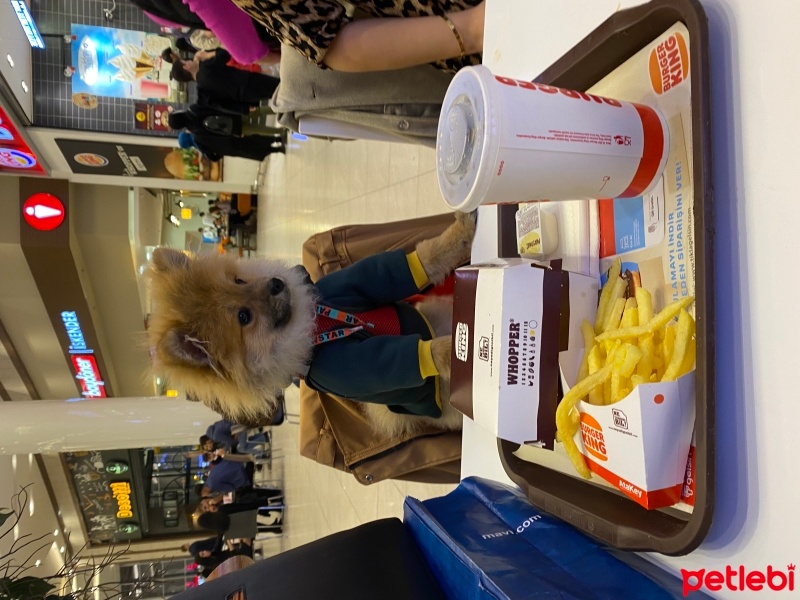 Pomeranyalı, Köpek  Behlülbey fotoğrafı