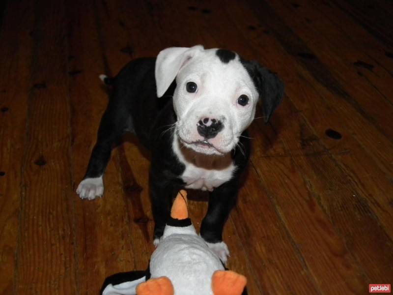 Amerikan Pitbull Terrier, Köpek  Shot fotoğrafı