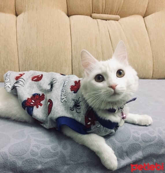 Ankara Kedisi, Kedi  Sütlaç fotoğrafı