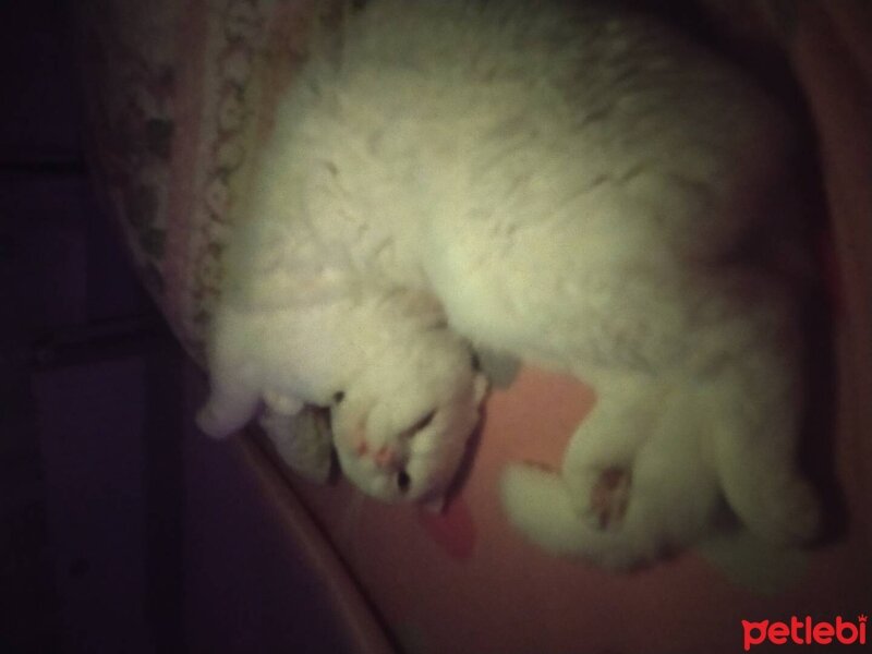 Scottish Fold, Kedi  Pamuk fotoğrafı