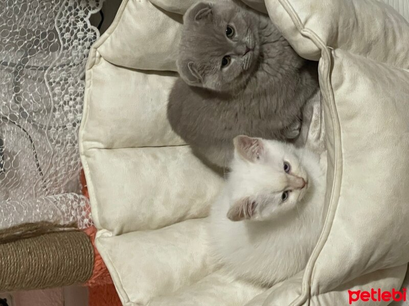 Scottish Fold, Kedi  Hera fotoğrafı