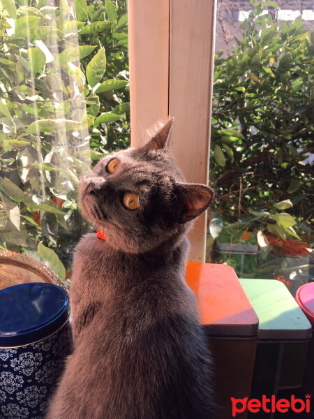 British Shorthair, Kedi  PATİ fotoğrafı