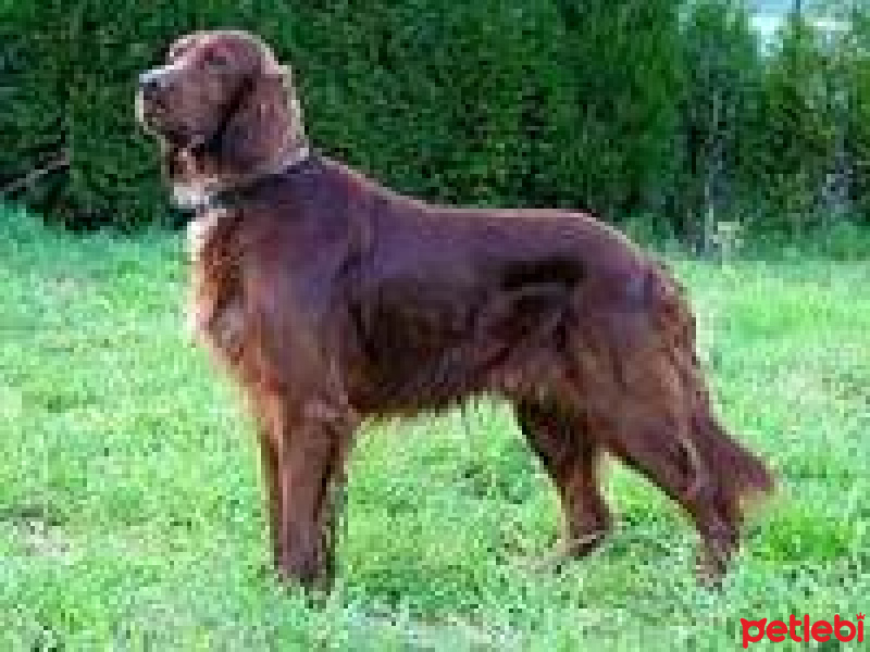 İrlandalı Setter, Köpek  ponçük fotoğrafı