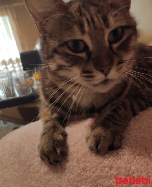 Tekir Kedi, Kedi  Köfte fotoğrafı