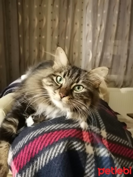 Tekir Kedi, Kedi  Turşu fotoğrafı