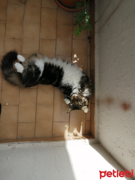 Tekir Kedi, Kedi  Turşu fotoğrafı