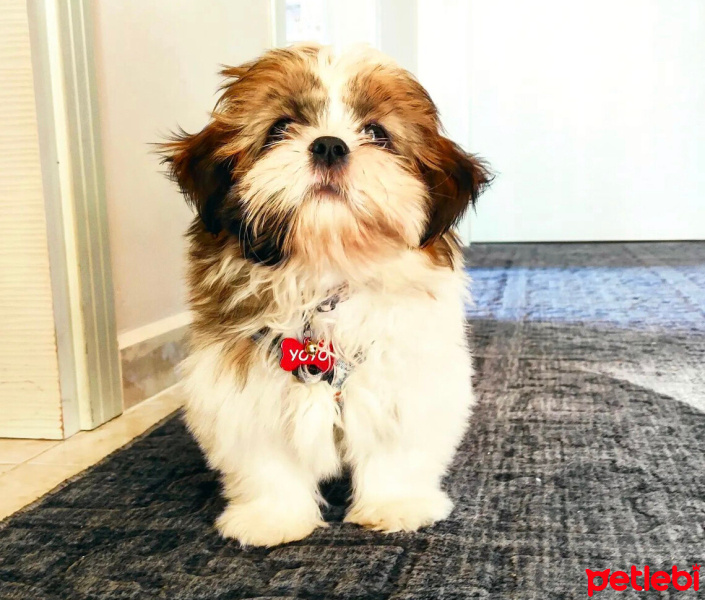 Shih Tzu, Köpek  YOYO fotoğrafı