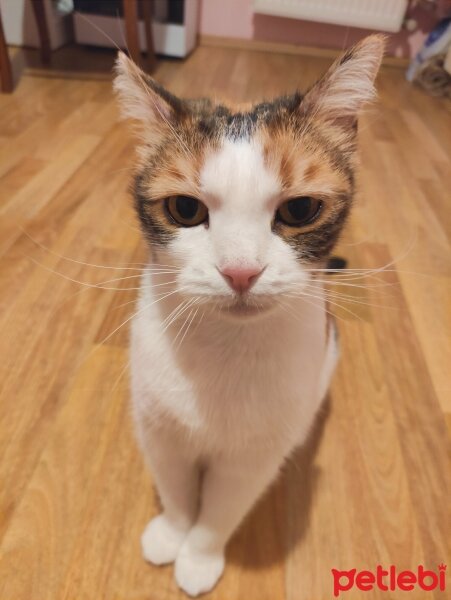 Australian Mist, Kedi  Mercan fotoğrafı