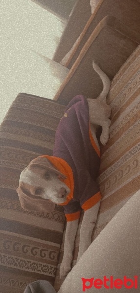 Beagle, Köpek  Lucy fotoğrafı