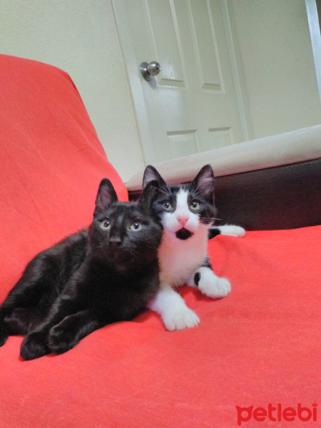 Tekir Kedi, Kedi  ponçik ve miya fotoğrafı