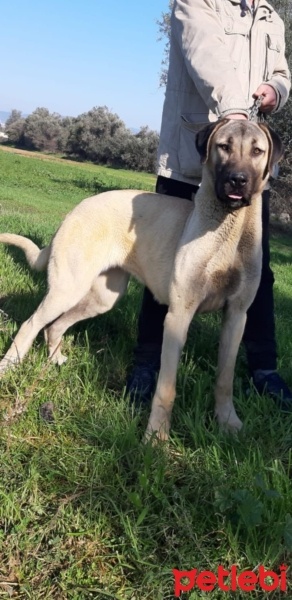 Kangal, Köpek  Gümüş fotoğrafı