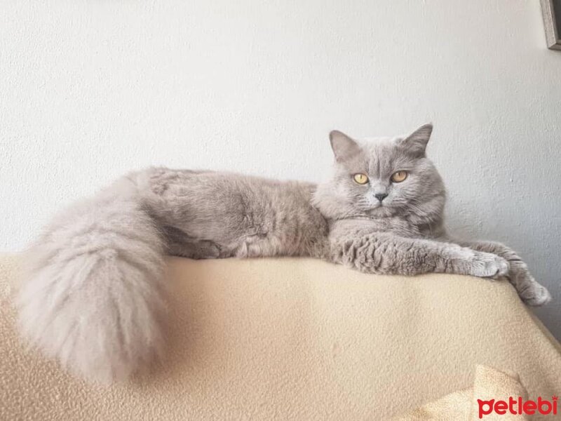 British Longhair, Kedi  Thomas fotoğrafı