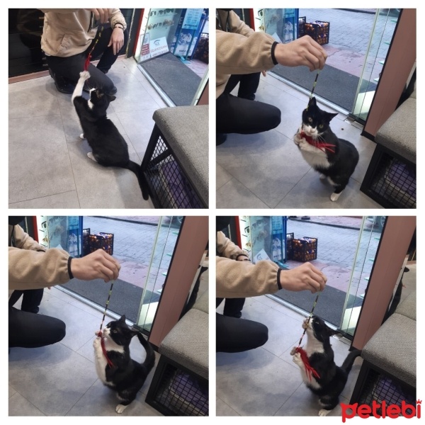 Tuxedo (Smokin) Kedi, Kedi  MASKELİ fotoğrafı