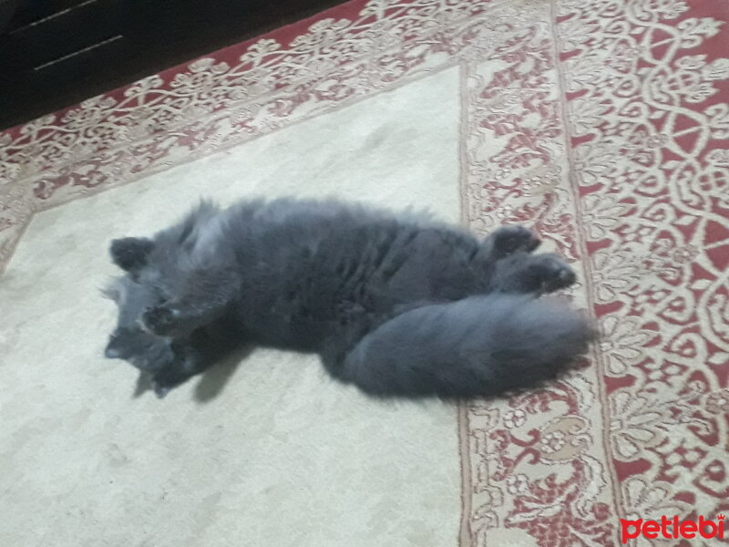 British Shorthair, Kedi  Bella fotoğrafı