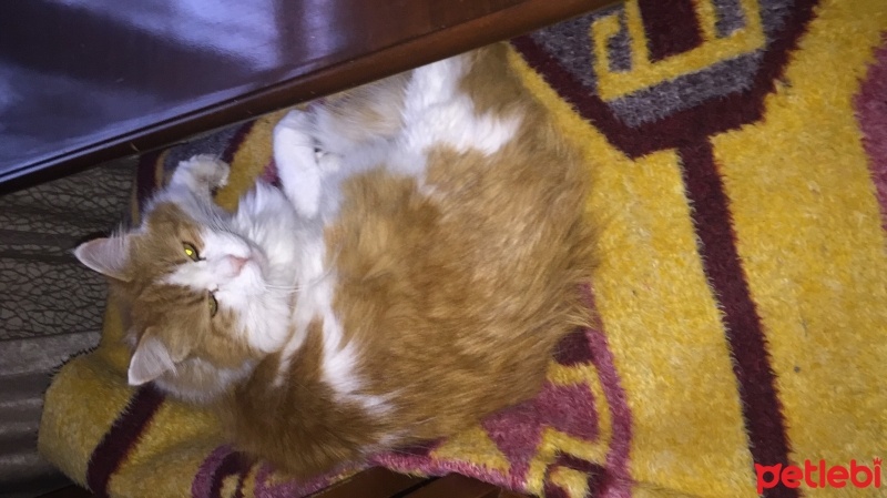 Tekir Kedi, Kedi  Sarıbebek fotoğrafı