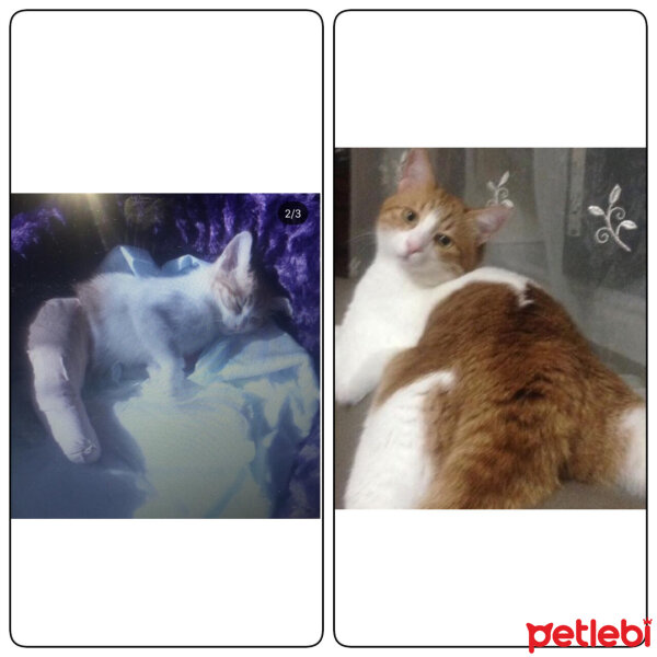 Tekir Kedi, Kedi  Pamuk fotoğrafı