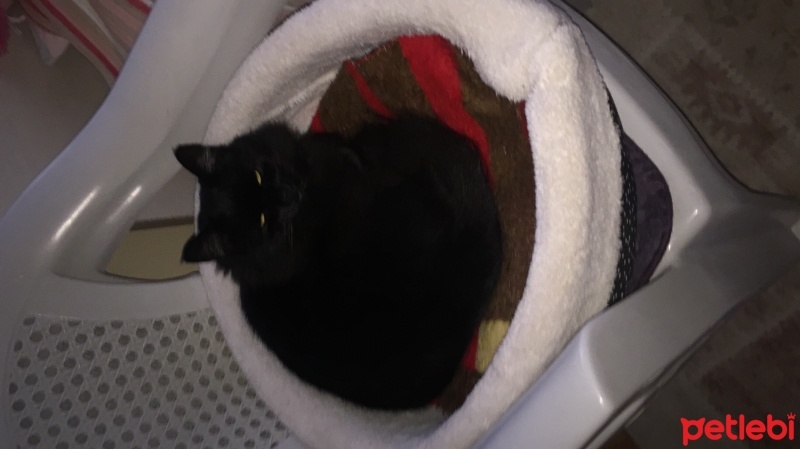 Tekir Kedi, Kedi  Zeytin fotoğrafı