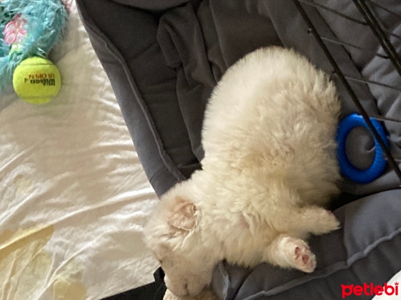 Maltese, Köpek  Tarçın fotoğrafı