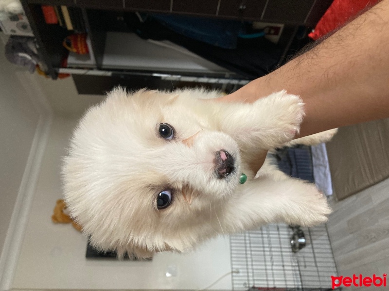 Maltese, Köpek  Tarçın fotoğrafı