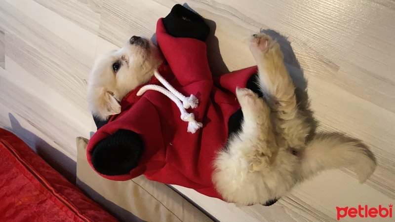 Maltese, Köpek  Tarçın fotoğrafı