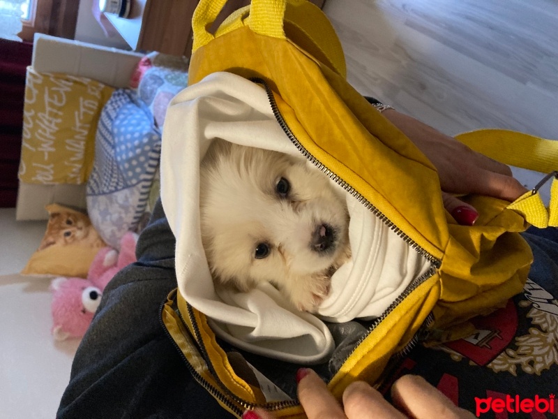 Maltese, Köpek  Tarçın fotoğrafı