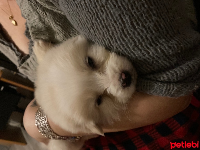 Maltese, Köpek  Tarçın fotoğrafı