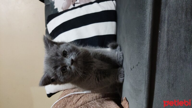 British Shorthair, Kedi  Duman fotoğrafı