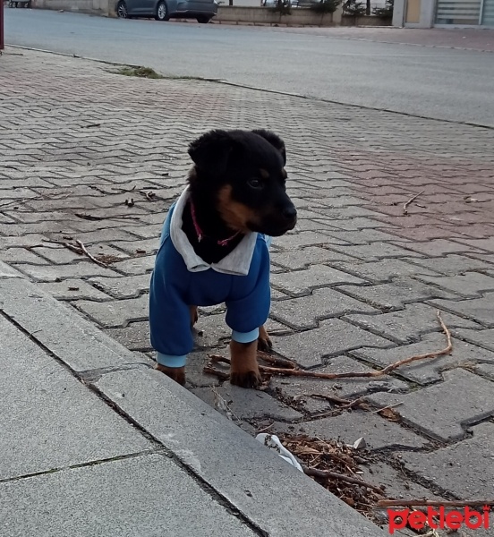 Rottweiler, Köpek  Carla fotoğrafı