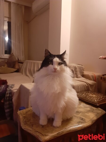 Norwegian Forest, Kedi  Bob Marley (Boboş) fotoğrafı