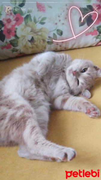 Tekir Kedi, Kedi  Bihter fotoğrafı
