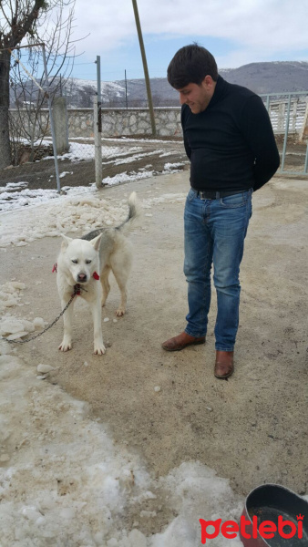 Sibirya Kurdu (Husky), Köpek  Çakır fotoğrafı