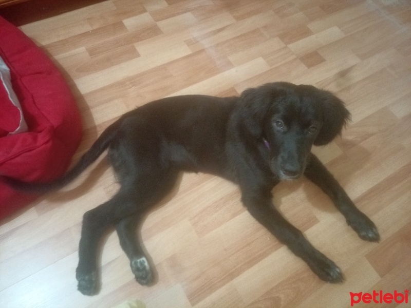Labrador Retriever, Köpek  Diana fotoğrafı
