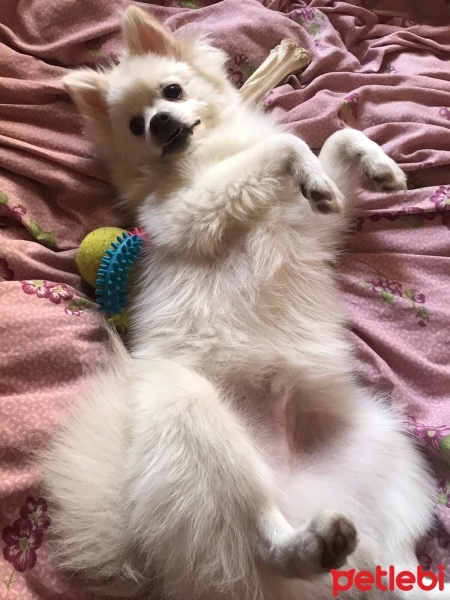 Pomeranyalı, Köpek  Şiba fotoğrafı