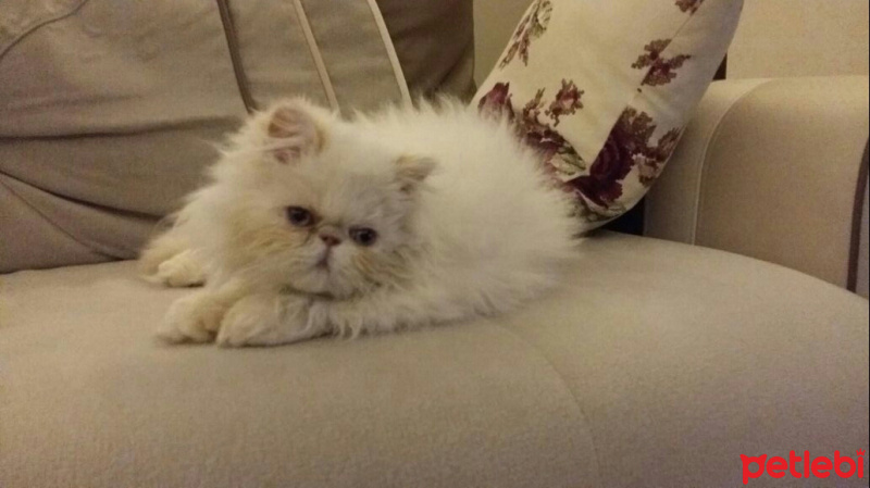 İran Kedisi (Persian), Kedi  Ponçik fotoğrafı