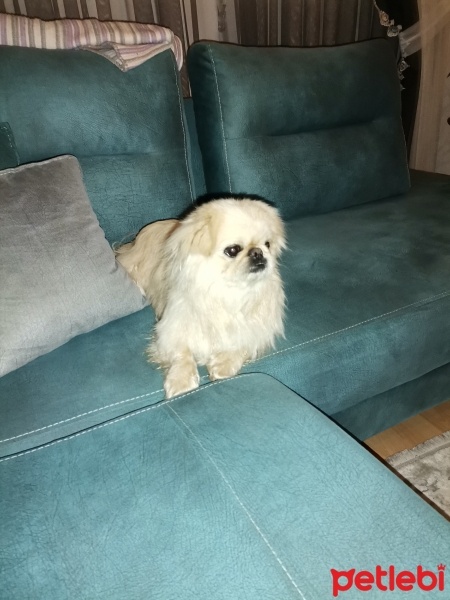 Pekingese, Köpek  Pekmez fotoğrafı