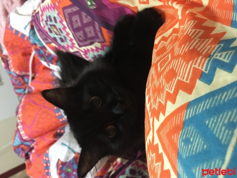 Chinchilla, Kedi  Gece fotoğrafı