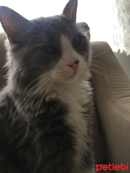 Tekir Kedi, Kedi  ponçik fotoğrafı
