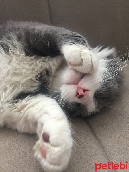 Tekir Kedi, Kedi  ponçik fotoğrafı