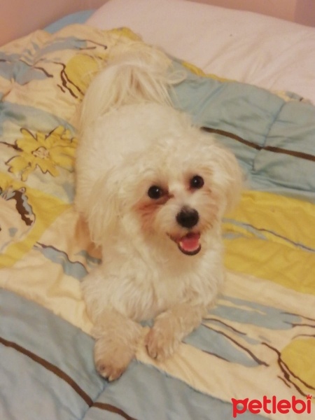 Maltese, Köpek  Snow fotoğrafı
