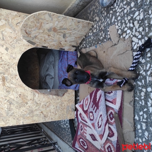 Belçika Malinois, Köpek  Ares fotoğrafı