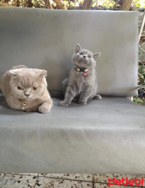 Scottish Fold, Kedi  Minnak fotoğrafı