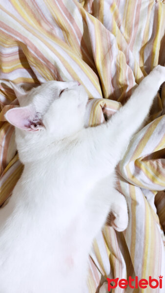 Ankara Kedisi, Kedi  Pamuk fotoğrafı