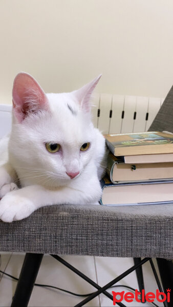 Ankara Kedisi, Kedi  Pamuk fotoğrafı