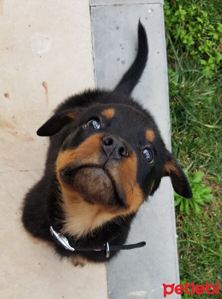 Rottweiler, Köpek  ALEX fotoğrafı