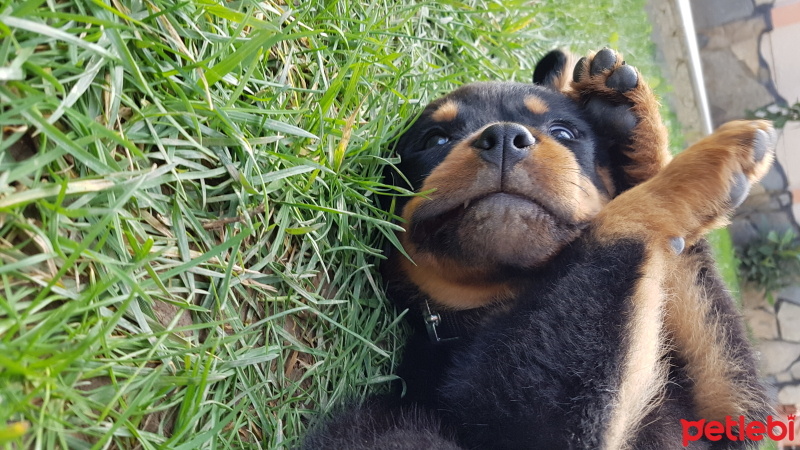 Rottweiler, Köpek  ALEX fotoğrafı