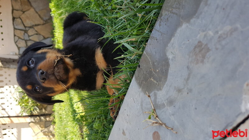 Rottweiler, Köpek  ALEX fotoğrafı